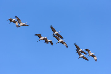 Flight of Sandhill Cranes During the Annual Migration Near Monte Vista, Colorado