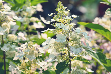 White petunias in the garden, beautiful summertime floral background
