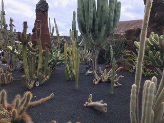 Cactus park at Lanzarote
