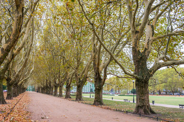 Fototapeta premium Row of platanus trees, also called plane trees, platanaceae family, High vertical branches with foliage aligned along an urban alley.
