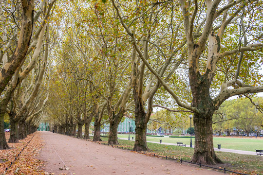 Row of platanus trees, also called plane trees, platanaceae family, High vertical branches with foliage aligned along an urban alley.