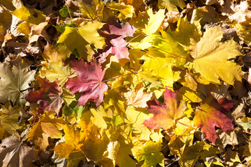 Maple leaves background