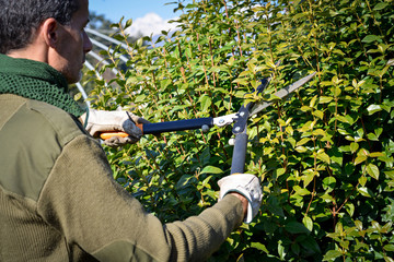gardener pruning hedge with trimming shears
