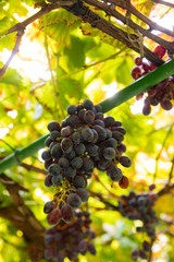 Close-Up Of Grape Bunch At Organic Vineyard Against Sun