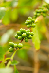 Twig Of Fresh Coffee Fruits Growing at Farm