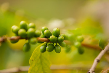 Close-Up Of Fresh Coffee Fruits Growing In Plantation