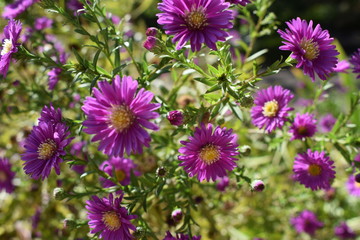 Obraz premium Jardín Botánico, Madrid
