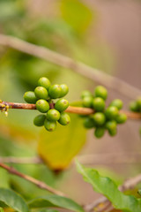Twig Of Fresh Coffee Fruits Growing at Farm