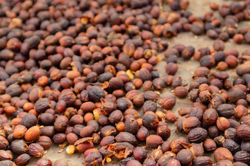 Close-up of Raw Coffee Beans Drying In Crate