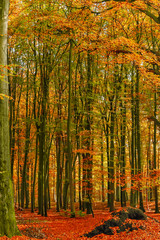 View of a colorful forest in autumn, with its beautiful shades,