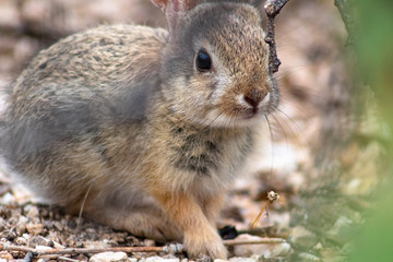 Wild cottontail bunny rabbit in Pima County, Tucson, Arizona. 2018.