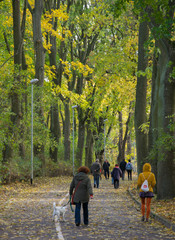 Obraz premium A row of trees. Tall trees with yellowed fall foliage growing along the alley of the city park.
