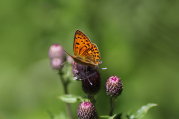 Der Kaisermantel (Argynnis paphia)