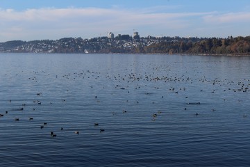 Wild bird's sanctuary at Semiahmoo Bay in winter