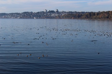 Wild bird's sanctuary at Semiahmoo Bay in winter