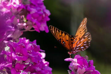 butterfly on a flower