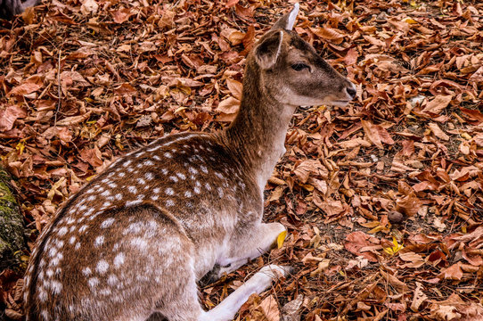 Alpi, Courmayeur, Annecy e Natura 