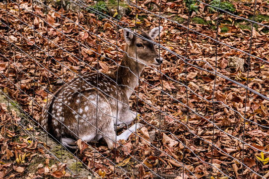 Alpi, Courmayeur, Annecy e Natura 