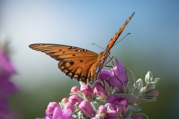 Gulf Fritillary