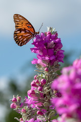 Gulf Fritillary