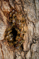 Bees collect honey in a wild beehive in the hollow of a tree.