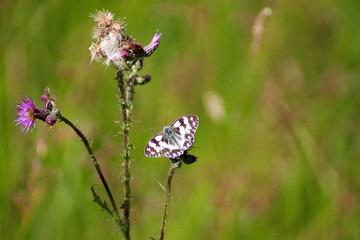  Landkärtchen (Araschnia levana) Schmetterling