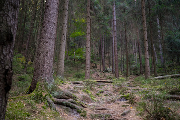 Obraz premium Bastei to najsłynniejsza formacja skalna w Szwajcarii Saksońskiej w Niemczech. Bastei i most Bastei to najważniejsze atrakcje niemieckiej Szwajcarii Saksońskiej.