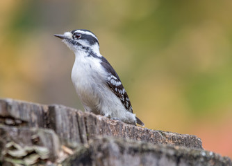Female Woodpecker at Tylee Marsh, Rosemere, Quebec.