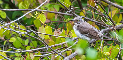 Juvenile Brown Trasher  Undergoing a Molt