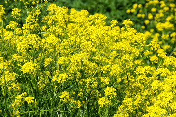 Yellow colza field
