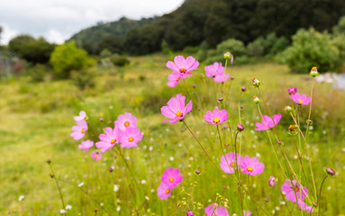 Obraz na płótnie Canvas Wild flowers in a meadow in Mexico.