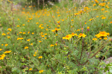 Wild flowers in a meadow in Mexico.