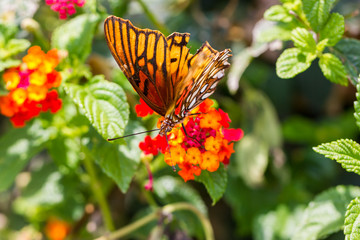 Mexican Silverspot Butterfly feeding on brightly colored flowers in a garden in Mexico.