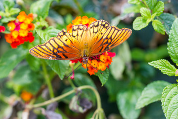 Mexican Silverspot Butterfly feeding on brightly colored flowers in a garden in Mexico.