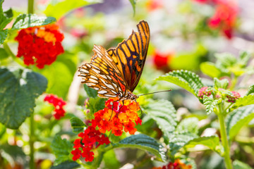 Mexican Silverspot Butterfly feeding on brightly colored flowers in a garden in Mexico.
