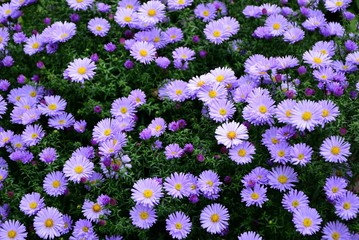 Bright purple asters novae-angliae in the autumn garden enjoyed the sun.