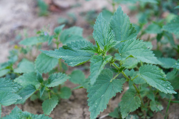 Urtica dioica, often called common nettle or stinging nettle of the family Urticaceae.
