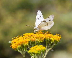 Checkered white butterfly feeding off a yellow wild flower in a meadow in Mexico.