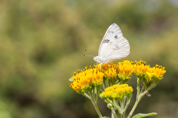 Checkered white butterfly feeding off a yellow wild flower in a meadow in Mexico.