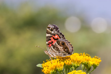 Painted Lady Butterfly shot in an unusually hot October in  Mexico. The Butterfly is shown feeding on wild yellow meadow flower.
