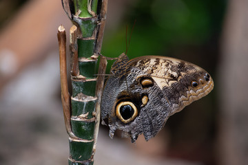 Front view of a butterfly with fake eye in the wings settled on a stem of a plant in the foreground with a completely out of focus background