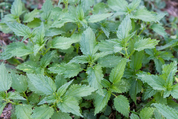 Urtica dioica, often called common nettle or stinging nettle of the family Urticaceae.