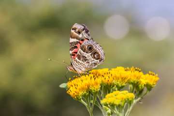 Painted Lady Butterfly shot in an unusually hot October in  Mexico. The Butterfly is shown feeding on wild yellow meadow flower.