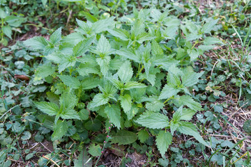 Fototapeta premium Urtica dioica, often called common nettle or stinging nettle of the family Urticaceae.