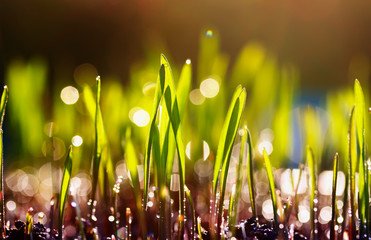 young spring shoots of green grass sprout in the garden under the rays of the bright warm sun