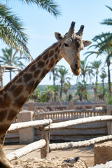 Alone giraffe standing behind the fence in safari park looking at camera against blue sunny sky tropical palm trees. Spain