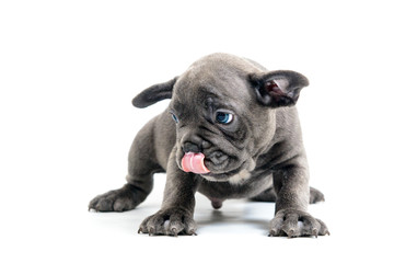 Obraz premium French bulldog puppy licks