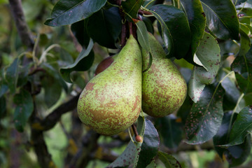 Yellow-green pears on a tree