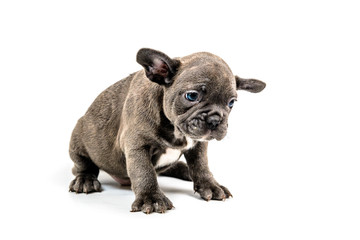 Fototapeta premium French bulldog puppy