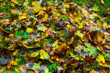 autumn leaves